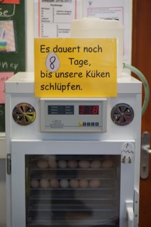Hahn 8